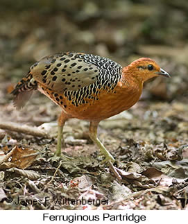 Ferruginous Partridge - © James F Wittenberger and Exotic Birding LLC