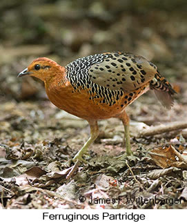 Ferruginous Partridge - © James F Wittenberger and Exotic Birding LLC
