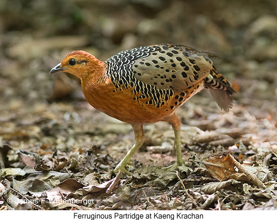 Ferruginous Partridge - © James F Wittenberger and Exotic Birding LLC