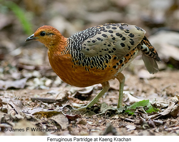 Ferruginous Partridge - © James F Wittenberger and Exotic Birding LLC