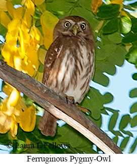 Ferruginous Pygmy-Owl - © Laura L Fellows and Exotic Birding LLC