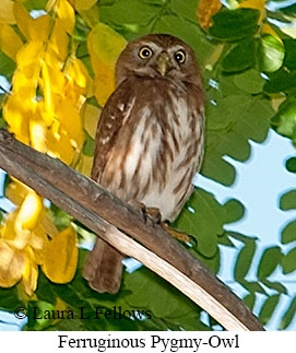 Ferruginous Pygmy-Owl - © Laura L Fellows and Exotic Birding LLC Ferruginous Pygmy-Owl - © Laura L Fellows and Exotic Birding LLC