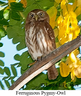 Ferruginous Pygmy-Owl - © Laura L Fellows and Exotic Birding LLC