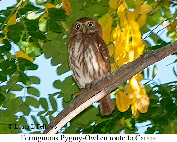 Ferruginous Pygmy-Owl - &copy; Laura L Fellows and Exotic Birding LLC