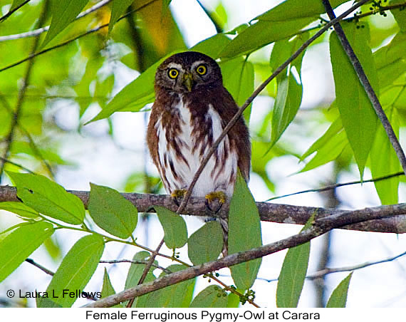 Ferruginous Pygmy-Owl - &copy; Laura L Fellows and Exotic Birding Tours