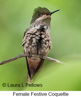 Festive Coquette - © Laura L Fellows and Exotic Birding LLC