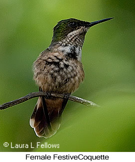 Festive Coquette - &copy; Laura L Fellows and Exotic Birding Tours