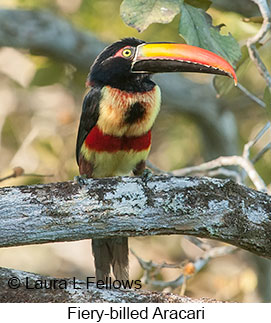 Fiery-billed Aracari - © Laura L Fellows and Exotic Birding LLC