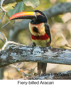 Fiery-billed Aracari - © Laura L Fellows and Exotic Birding LLC