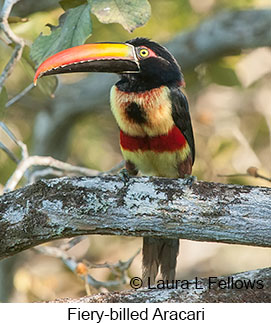 Fiery-billed Aracari - © Laura L Fellows and Exotic Birding LLC Fiery-billed Aracari - © Laura L Fellows and Exotic Birding LLC