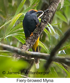 Fiery-browed Myna - © James F Wittenberger and Exotic Birding LLC