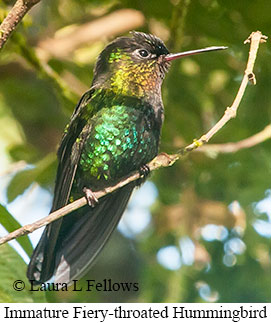 Fiery-throated Hummingbird - © Laura L Fellows and Exotic Birding LLC