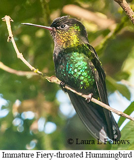 Fiery-throated Hummingbird - © Laura L Fellows and Exotic Birding LLC