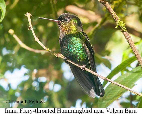 Fiery-throated Hummingbird - © Laura L Fellows and Exotic Birding LLC Fiery-throated Hummingbird - © Laura L Fellows and Exotic Birding LLC
