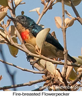 Fire-breasted Flowerpecker - © James F Wittenberger and Exotic Birding LLC