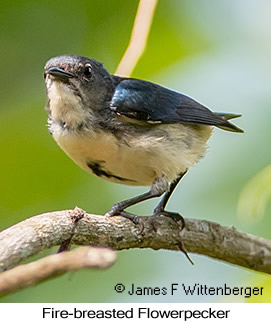 Fire-breasted Flowerpecker - © James F Wittenberger and Exotic Birding LLC