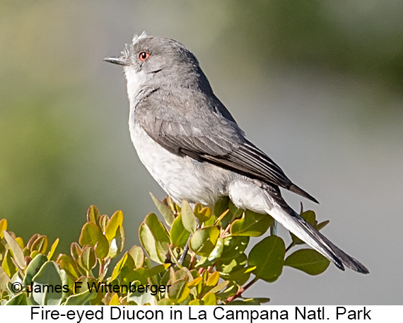 Fire-eyed Diucon - © James F Wittenberger and Exotic Birding LLC Fire-eyed Diucon - © James F Wittenberger and Exotic Birding LLC