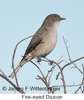 Fire-eyed Diucon - © James F Wittenberger and Exotic Birding LLC Fire-eyed Diucon - © James F Wittenberger and Exotic Birding LLC
