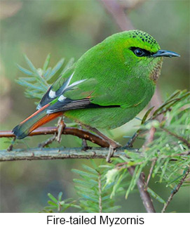 Fire-tailed Myzornis - © Hishey Tshering