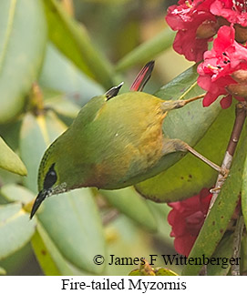 Fire-tailed Myzornis - © James F Wittenberger and Exotic Birding LLC
