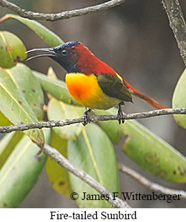 Fire-tailed Sunbird - © James F Wittenberger and Exotic Birding LLC
