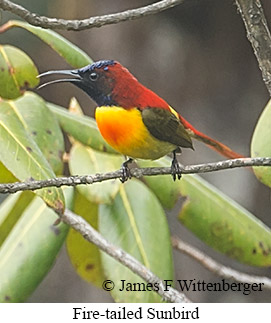 Fire-tailed Sunbird - © James F Wittenberger and Exotic Birding LLC Fire-tailed Sunbird - © James F Wittenberger and Exotic Birding LLC