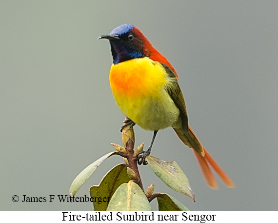 Fire-tailed Sunbird - © James F Wittenberger and Exotic Birding LLC Fire-tailed Sunbird - © James F Wittenberger and Exotic Birding LLC