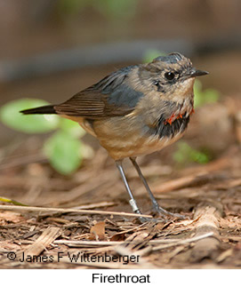 Firethroat - © James F Wittenberger and Exotic Birding LLC