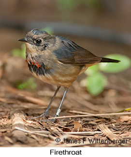 Firethroat - © James F Wittenberger and Exotic Birding LLC