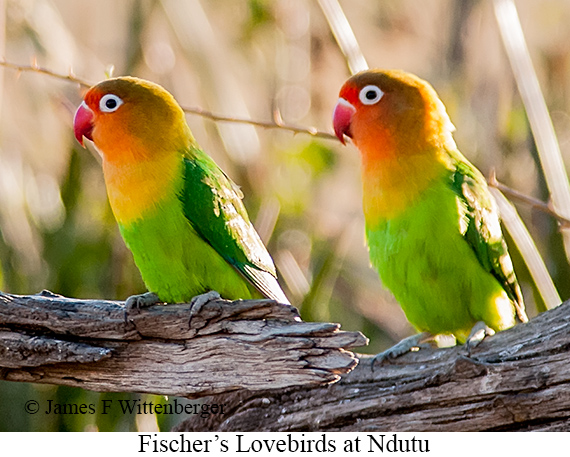 Fischer's Lovebird - © The Photographer and Exotic Birding LLC