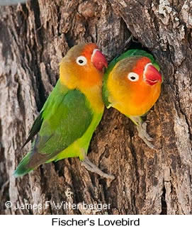 Fischer's Lovebird - © James F Wittenberger and Exotic Birding LLC Fischer's Lovebird - © James F Wittenberger and Exotic Birding LLC