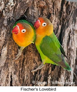 Fischer's Lovebird - © James F Wittenberger and Exotic Birding LLC