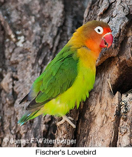 Fischer's Lovebird - © James F Wittenberger and Exotic Birding LLC