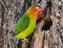 Fischer's Lovebird - © James F Wittenberger and Exotic Birding LLC