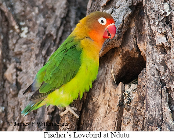 Fischer's Lovebird - © James F Wittenberger and Exotic Birding LLC