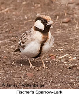 Fischer's Sparrow-Lark - © James F Wittenberger and Exotic Birding LLC Fischer's Sparrow-Lark - © James F Wittenberger and Exotic Birding LLC