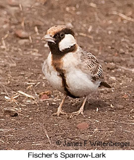 Fischer's Sparrow-Lark - © James F Wittenberger and Exotic Birding LLC