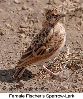 Fischer's Sparrow-Lark - © James F Wittenberger and Exotic Birding LLC Fischer's Sparrow-Lark - © James F Wittenberger and Exotic Birding LLC
