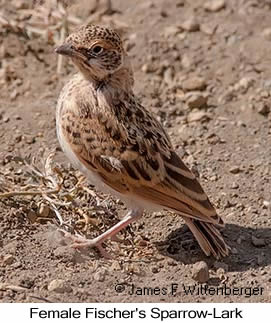 Fischer's Sparrow-Lark - © James F Wittenberger and Exotic Birding LLC Fischer's Sparrow-Lark - © James F Wittenberger and Exotic Birding LLC