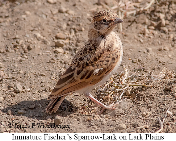 Fischer's Sparrow-Lark - © James F Wittenberger and Exotic Birding LLC