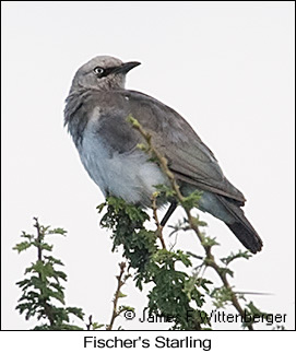 Fischer's Starling - © James F Wittenberger and Exotic Birding LLC