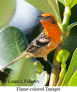Flame-colored Tanager - © Laura L Fellows and Exotic Birding LLC