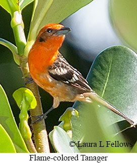 Flame-colored Tanager - © Laura L Fellows and Exotic Birding LLC