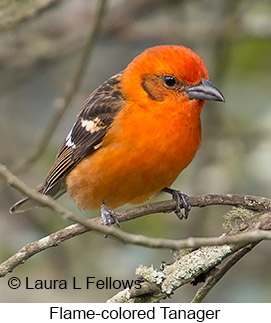 Flame-colored Tanager - © Laura L Fellows and Exotic Birding LLC