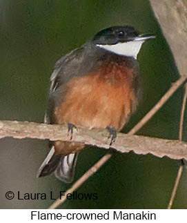 Flame-crowned Manakin - © Laura L Fellows and Exotic Birding LLC