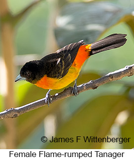 Flame-rumped Tanager - © James F Wittenberger and Exotic Birding LLC