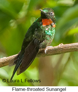Little Sunangel - © Laura L Fellows and Exotic Birding LLC