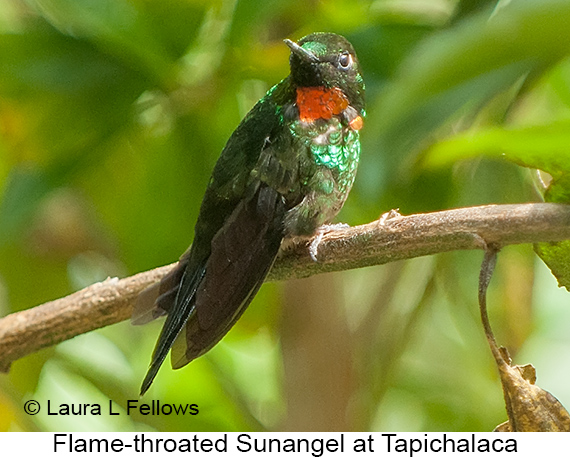 Little Sunangel - © Laura L Fellows and Exotic Birding LLC