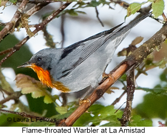 Flame-throated Warbler - © The Photographer and Exotic Birding LLC