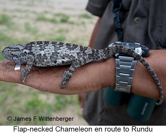 Flap-necked Chameleon - © James F Wittenberger and Exotic Birding LLC